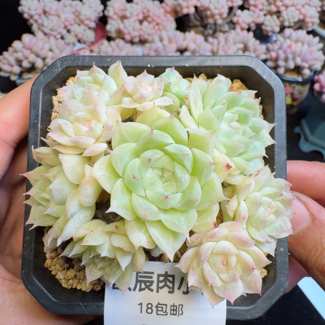 多肉植物  526  麦秆