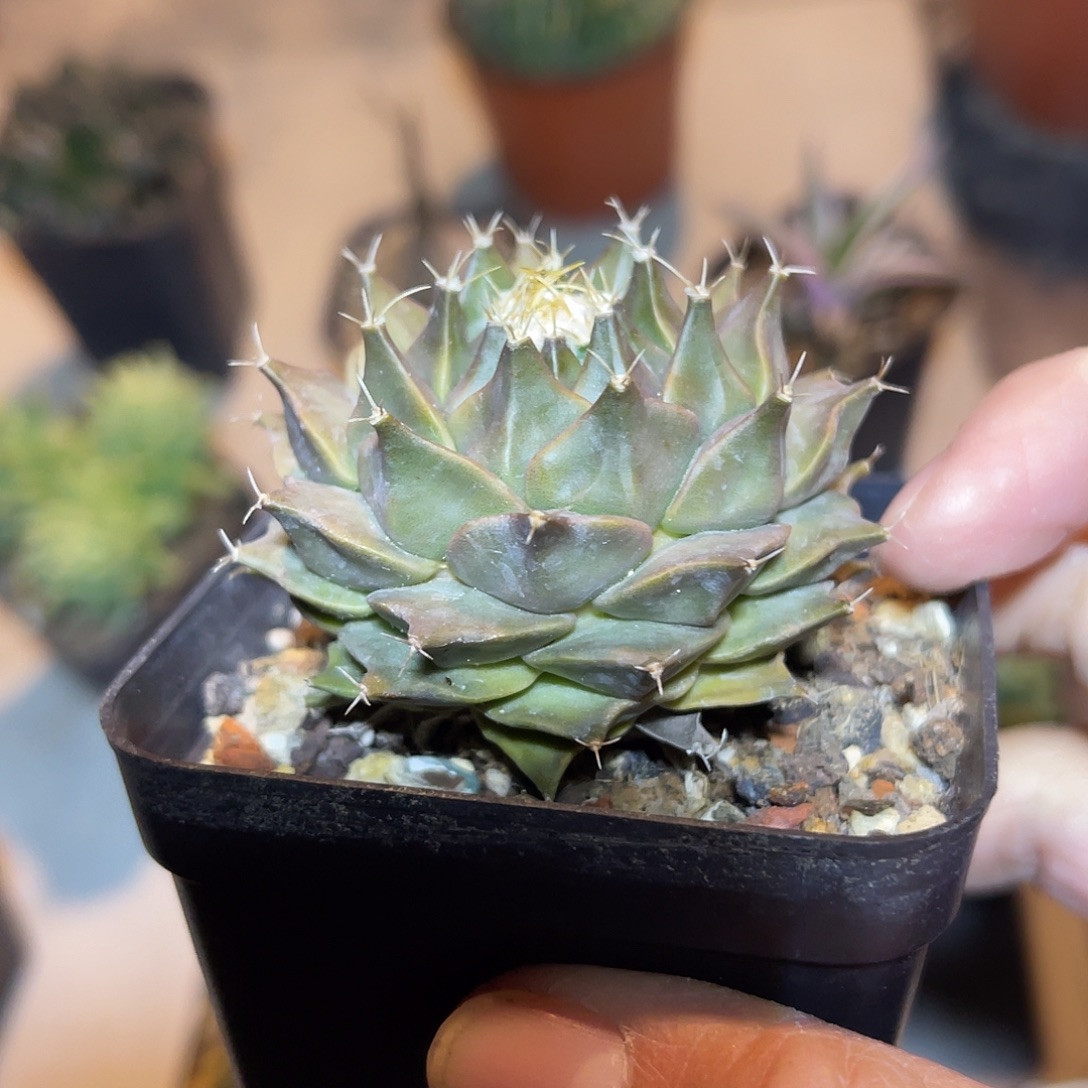 实生帝冠四大名球之一