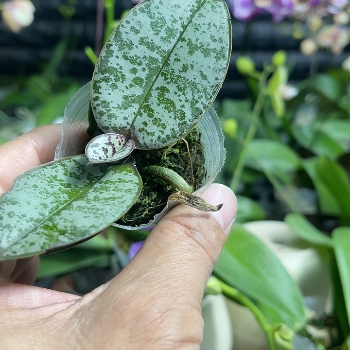 溺***爱当前无花栽培后可以开花瑕疵西雷利