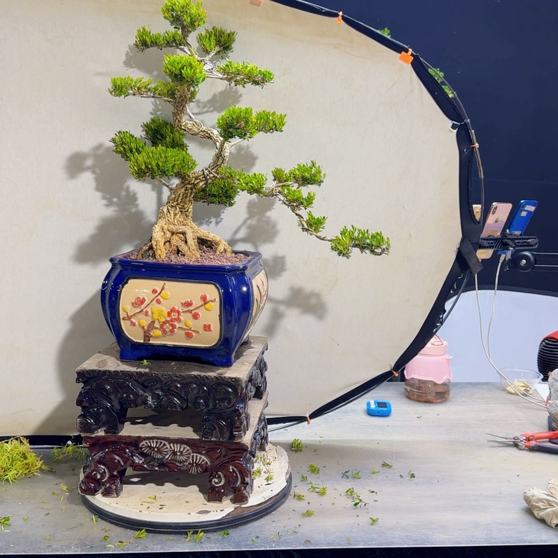 高端黄杨盆景艺术