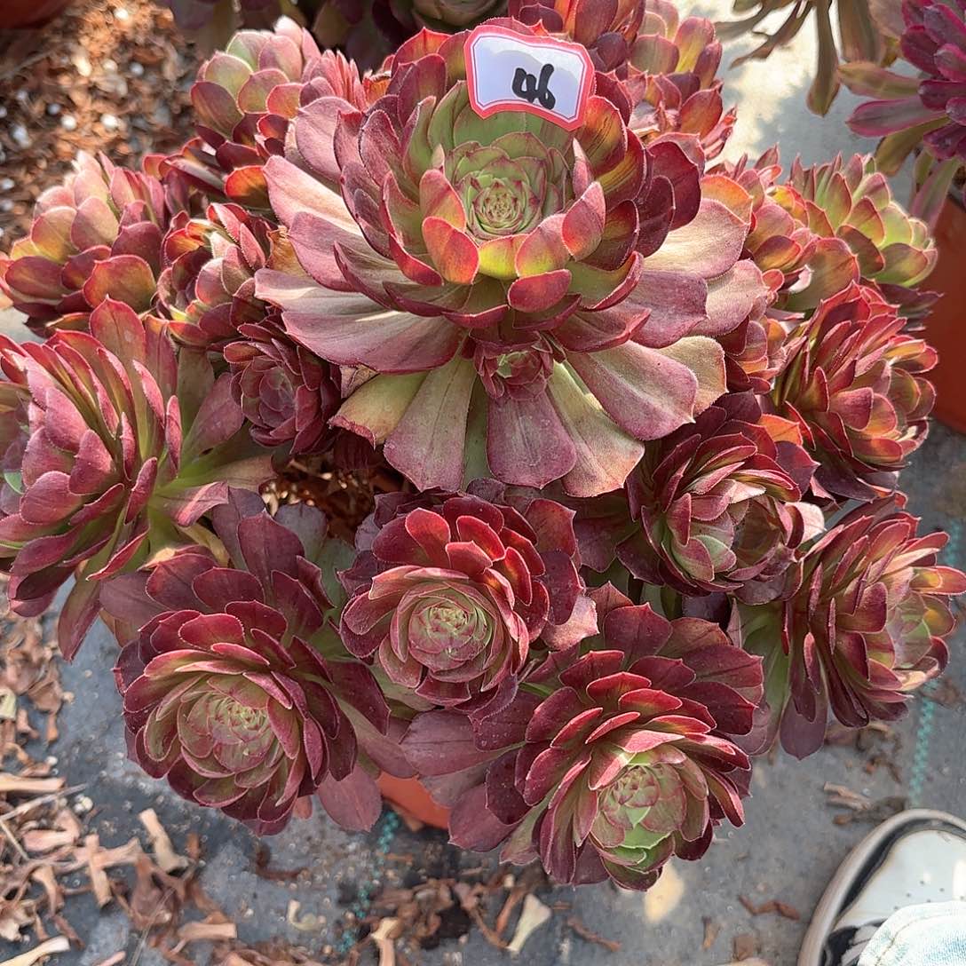 46花月夜多肉植物绿植