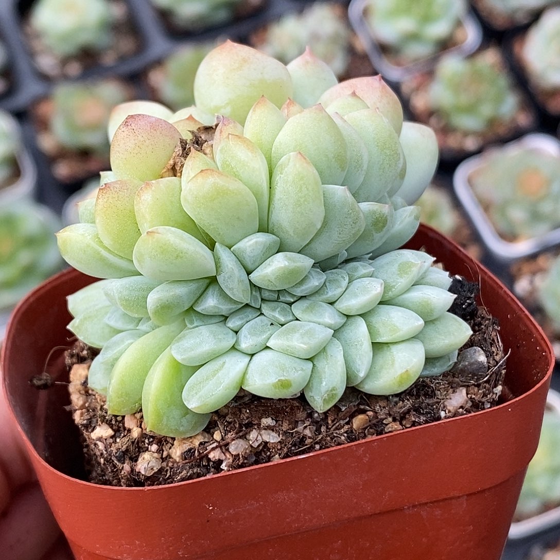 冰玉杂缀化30包邮非偏远