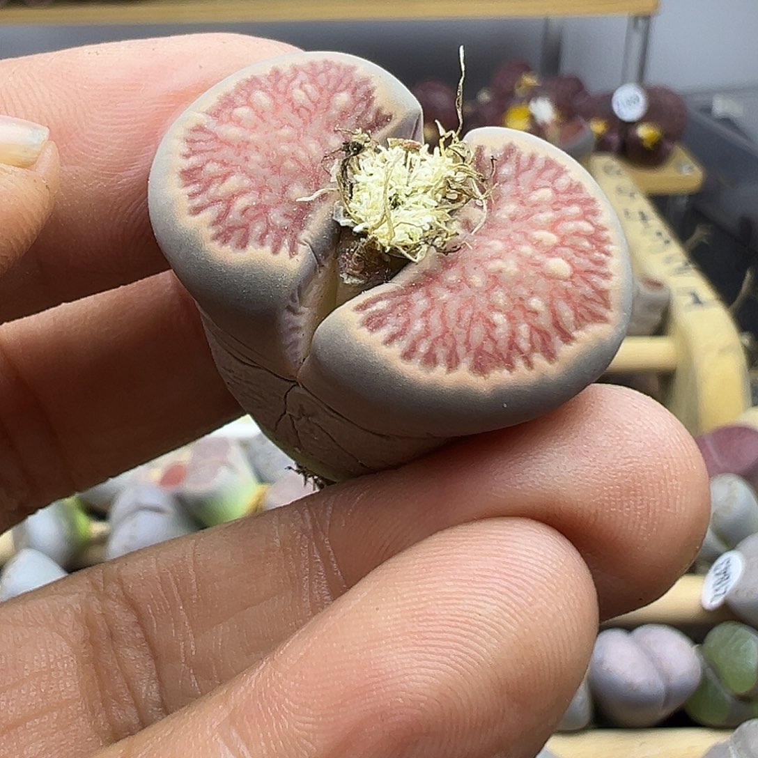 1880 生石花清货不参考