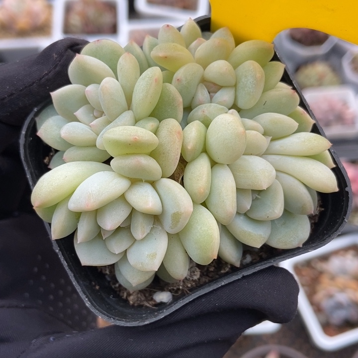 628厚梦六头多肉植物