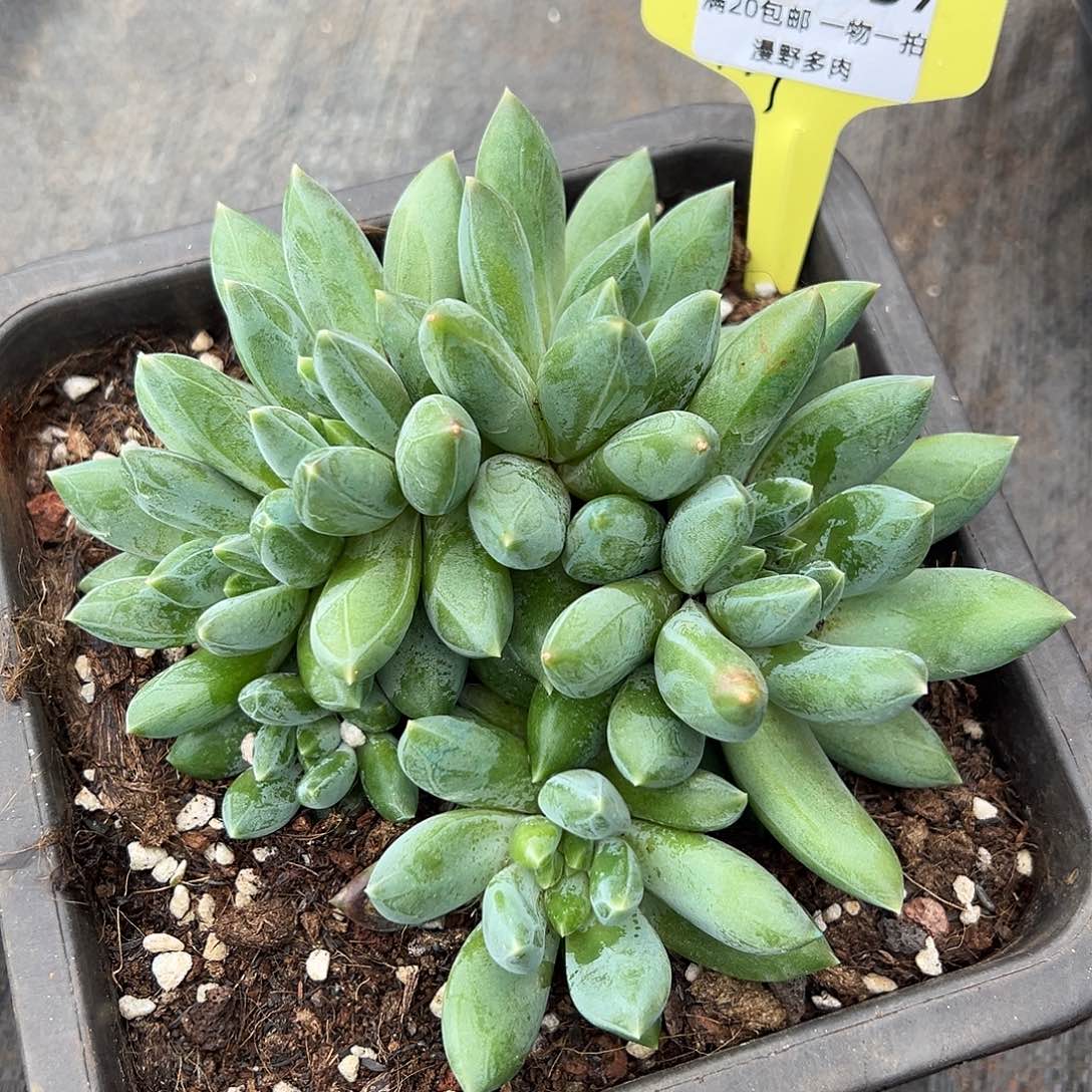 526057 彩体胖体重楼无砍群特价