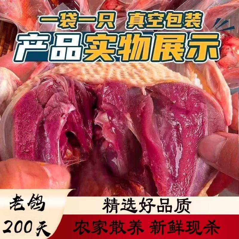 新鲜宰杀农家散养新鲜老鸽 200天