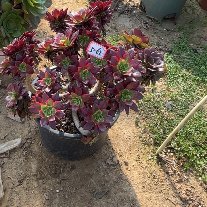 5-62安娜有断肢处理不售后多肉