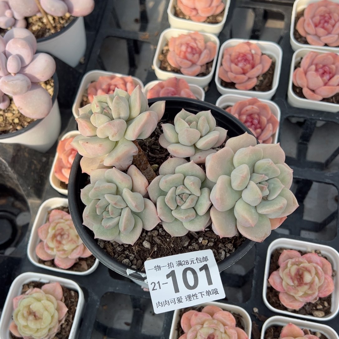 超奶多肉多肉多肉多肉