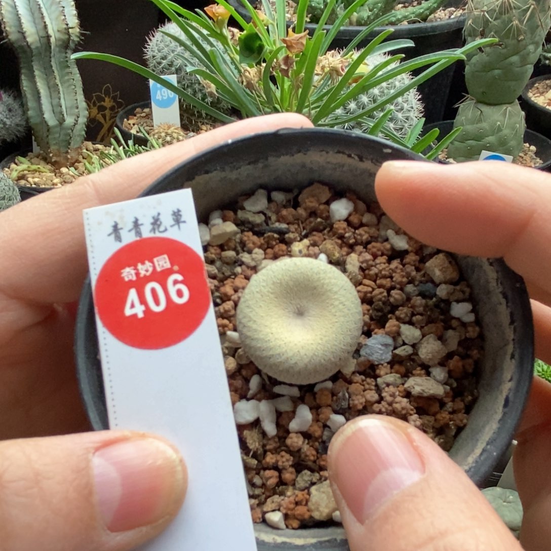 实生小人帽2.1cm一棵仙人球