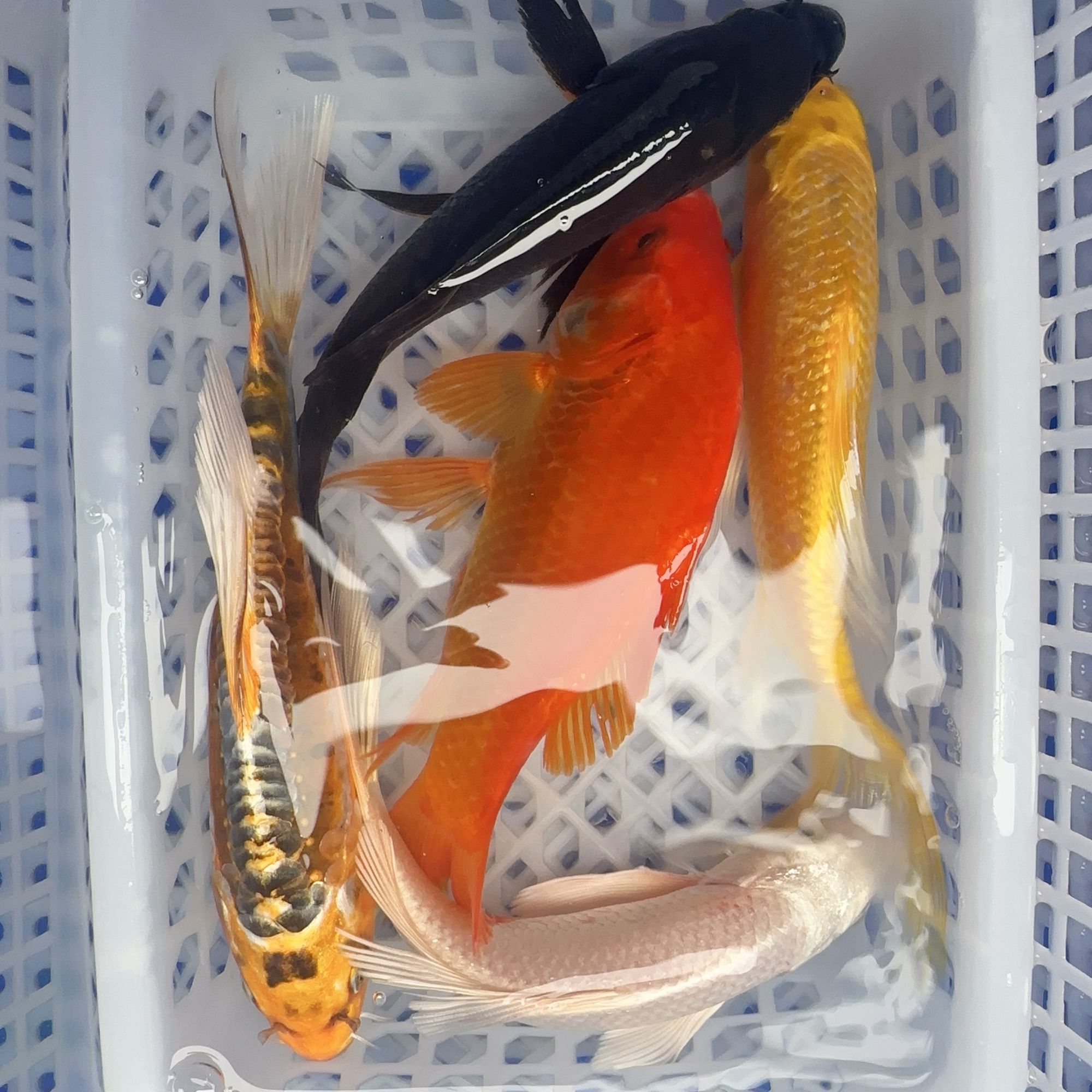20号【8-10厘米2红草2黄2黑2白2德日系】冷水鱼 观赏鱼