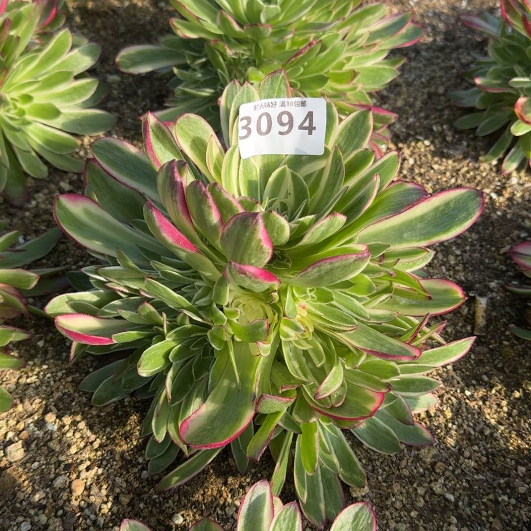 3094海王多肉植物