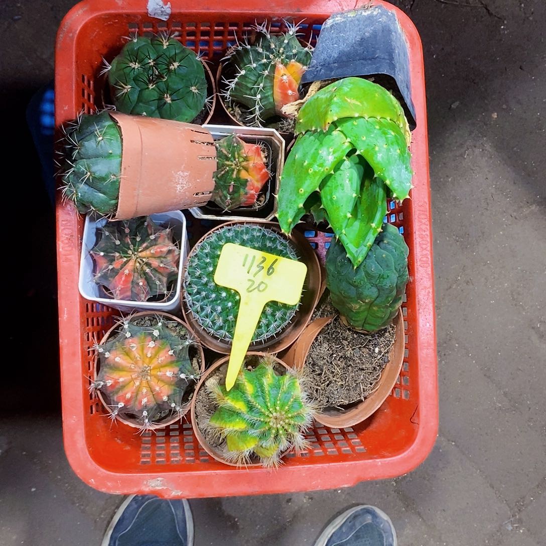 老***苗1136号1111111111111个