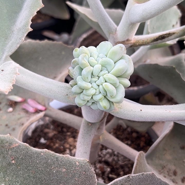 玉麒麟群生缀化多肉