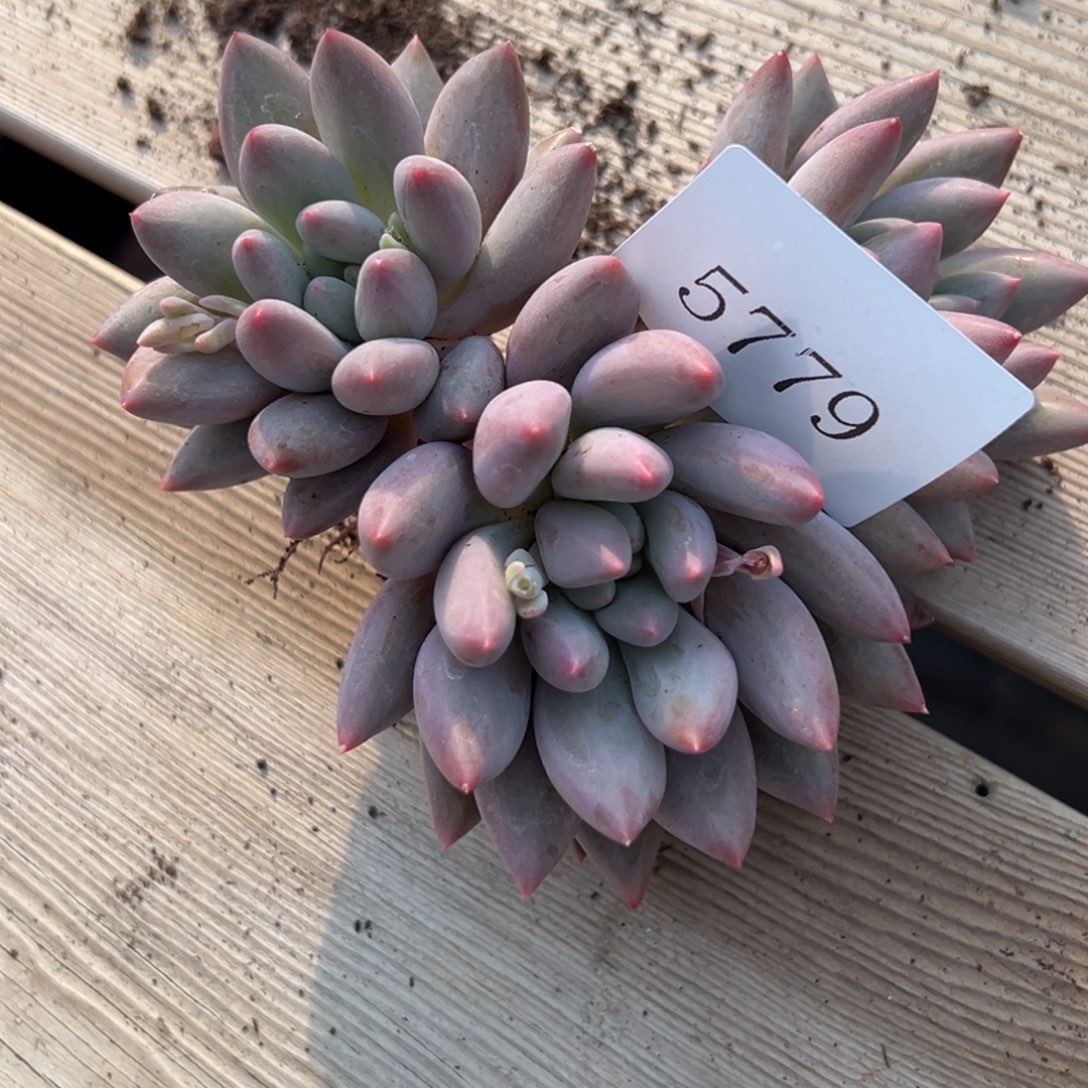 @***亩5779多肉多多多多