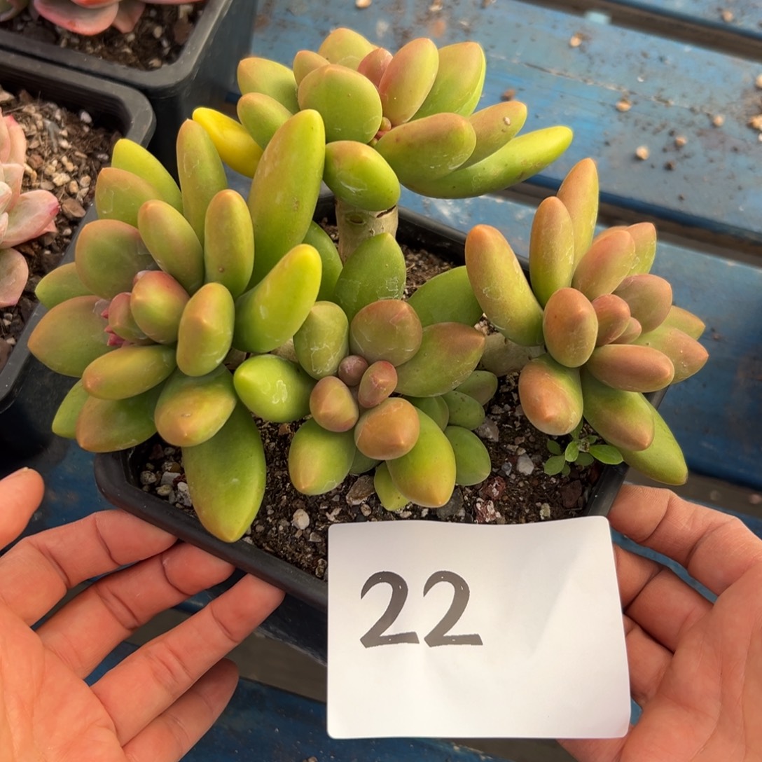 *****22、吧好想好想好吃好吃奶茶