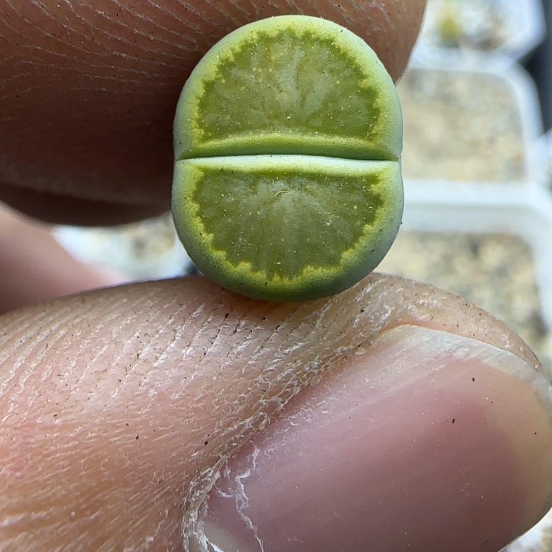 345 生石花大棚直播