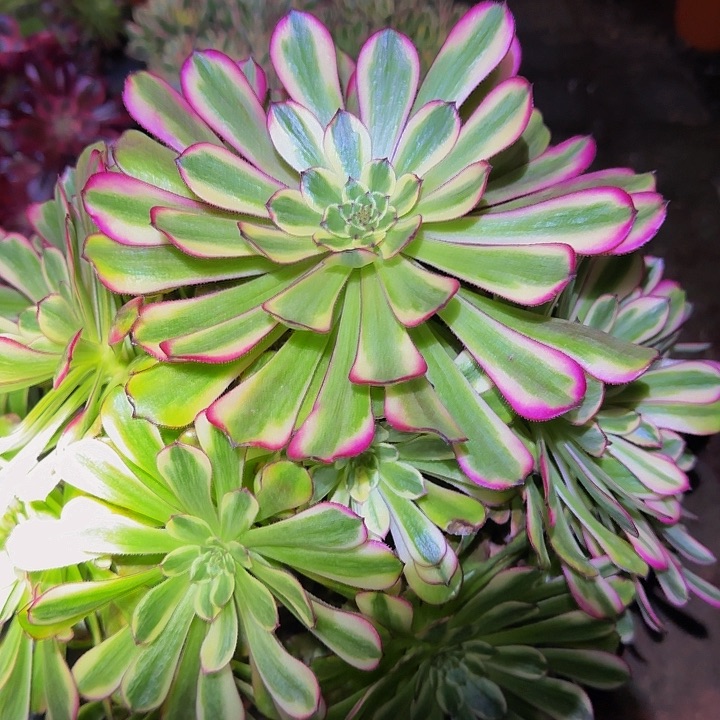 精品舞天姬大波浪巨无霸特价福利