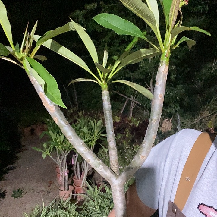 指定鸡蛋花福利39的
