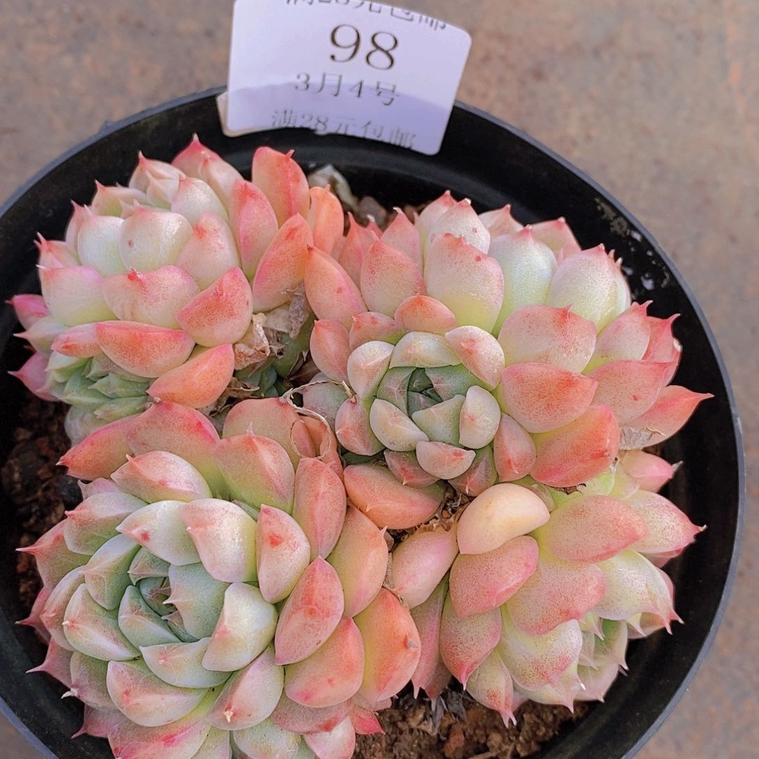 【闪购商品】云98号