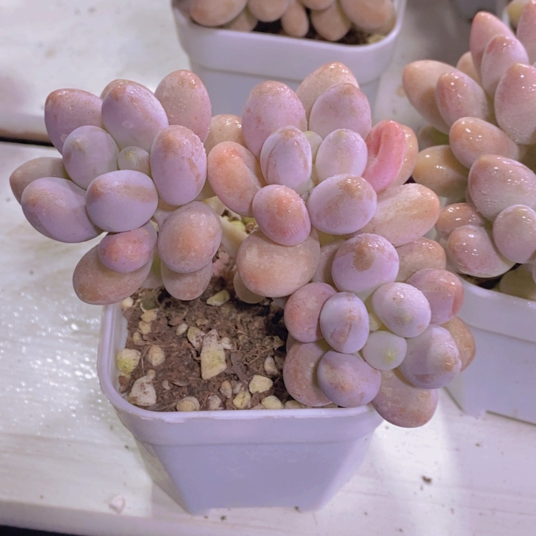 21-精品小老桩汤圆群一个