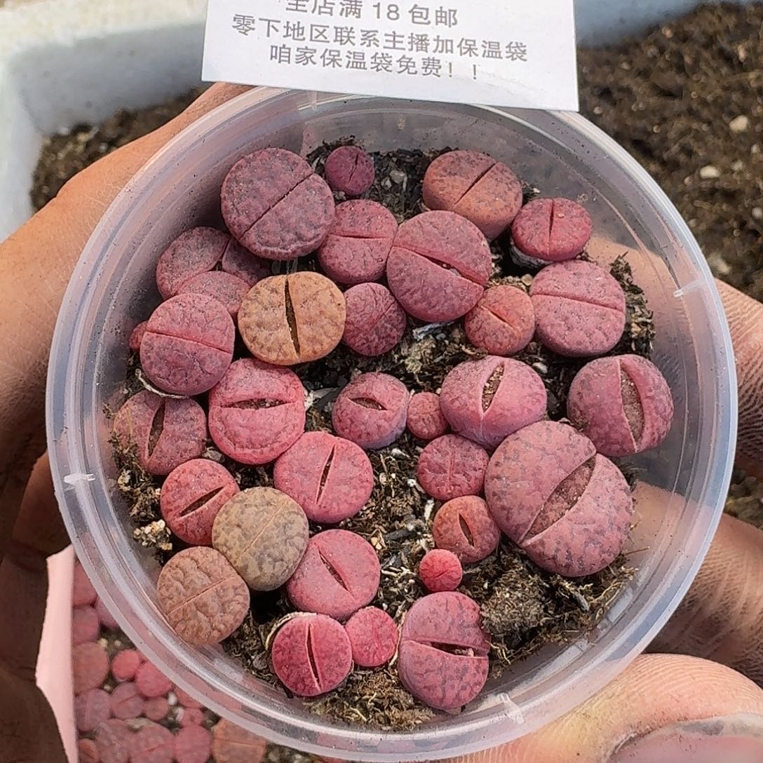 1817 哈哈哈哈哈哈哈哈哈