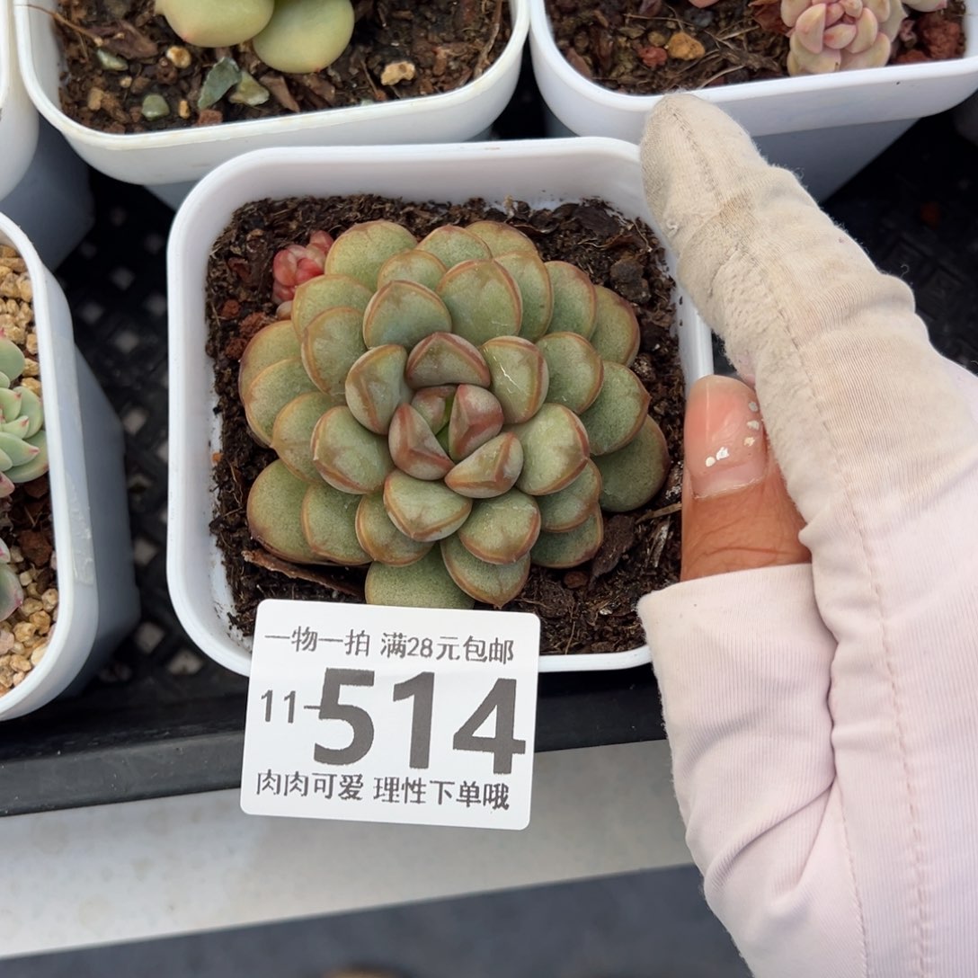 葡萄，多肉多肉多肉多肉