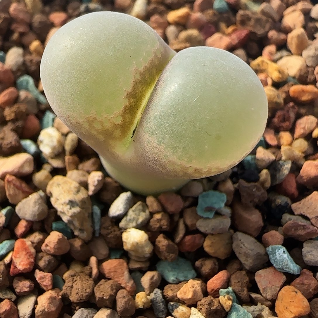 多肉植物绝美风铃母本特75号