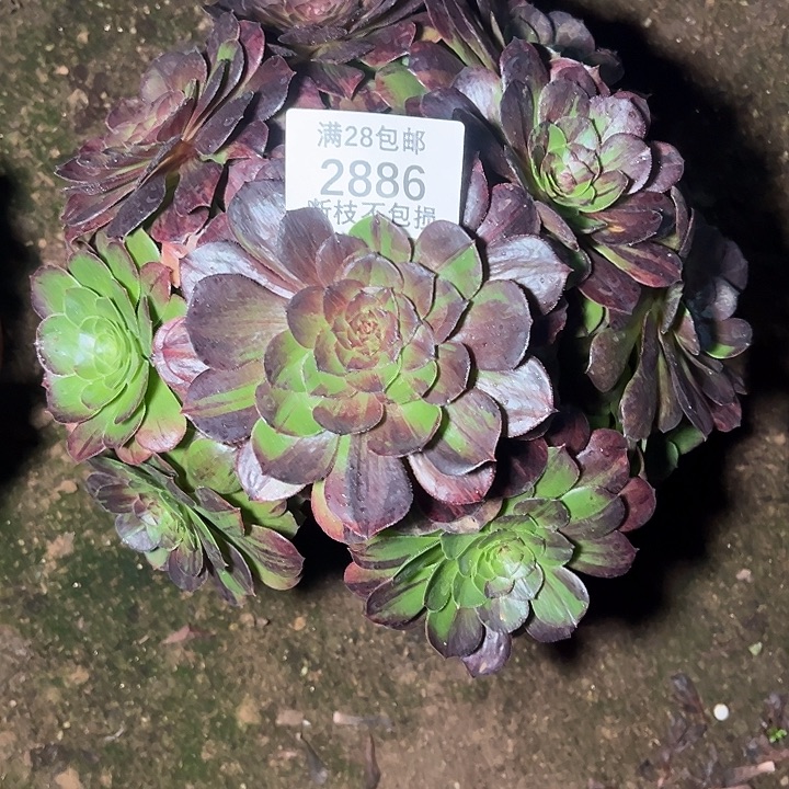 庸***人2886花月夜多肉植物