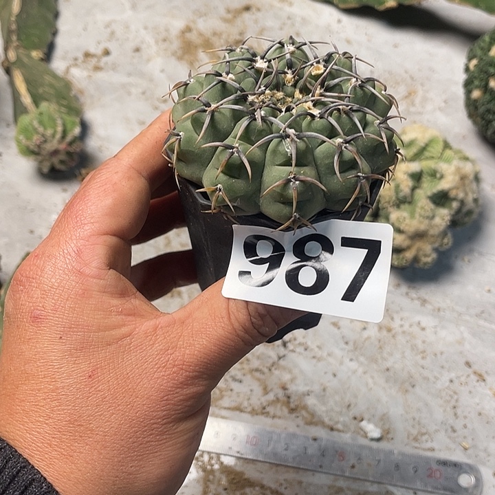 完全开放987怪龙一个