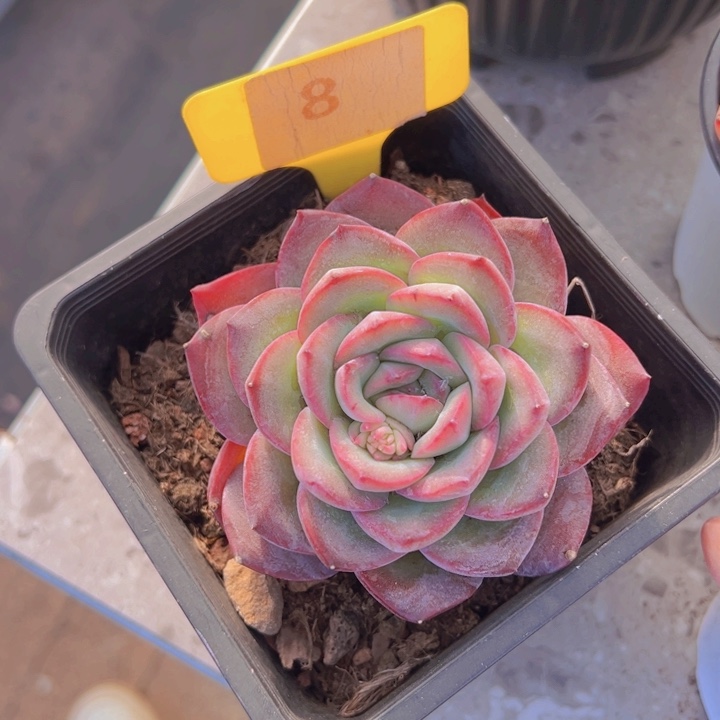 健健康康平平安安