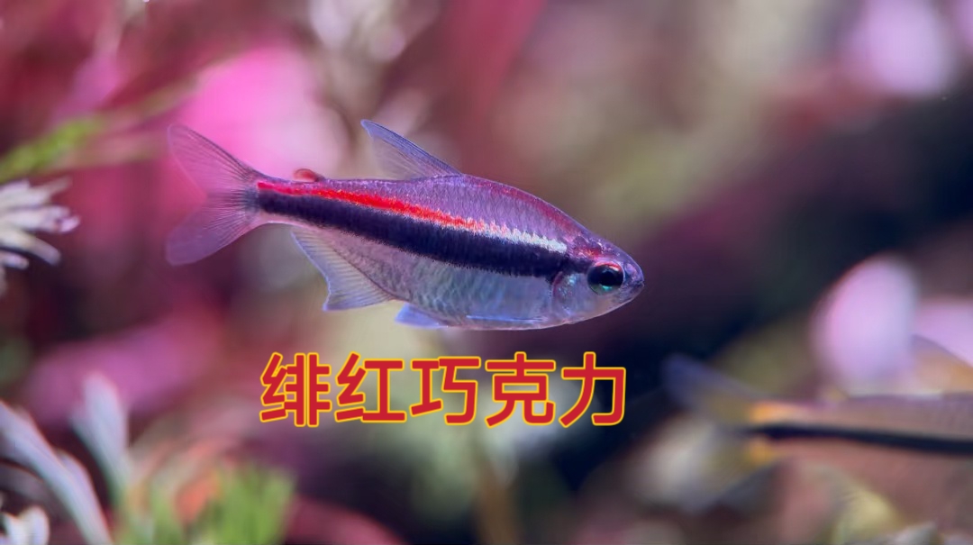 绯红巧克力霓虹 高端小型灯科鱼