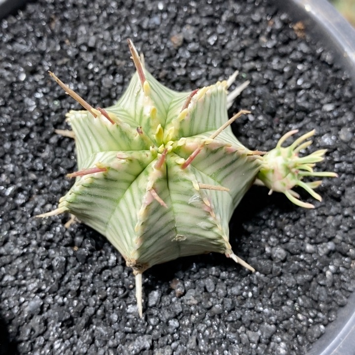 147号斑马锦带仔4.2cm