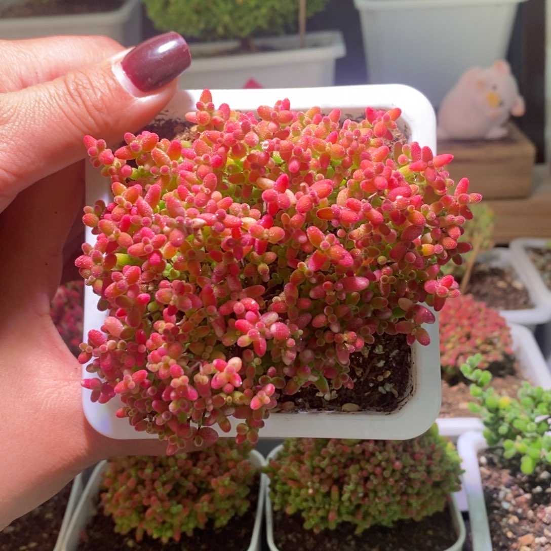 蜜橘带盆土发货一物一拍