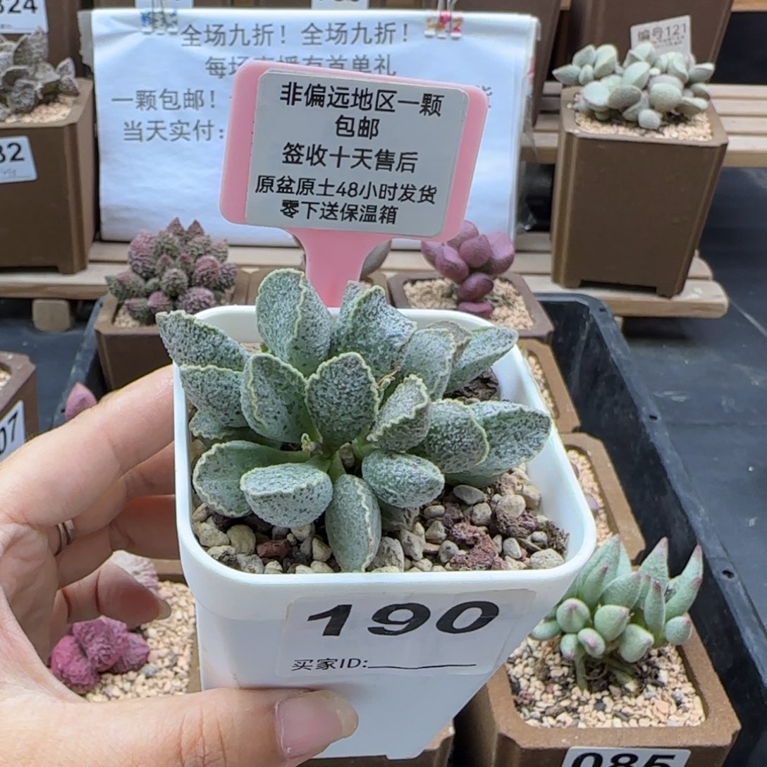190草莓多肉植物