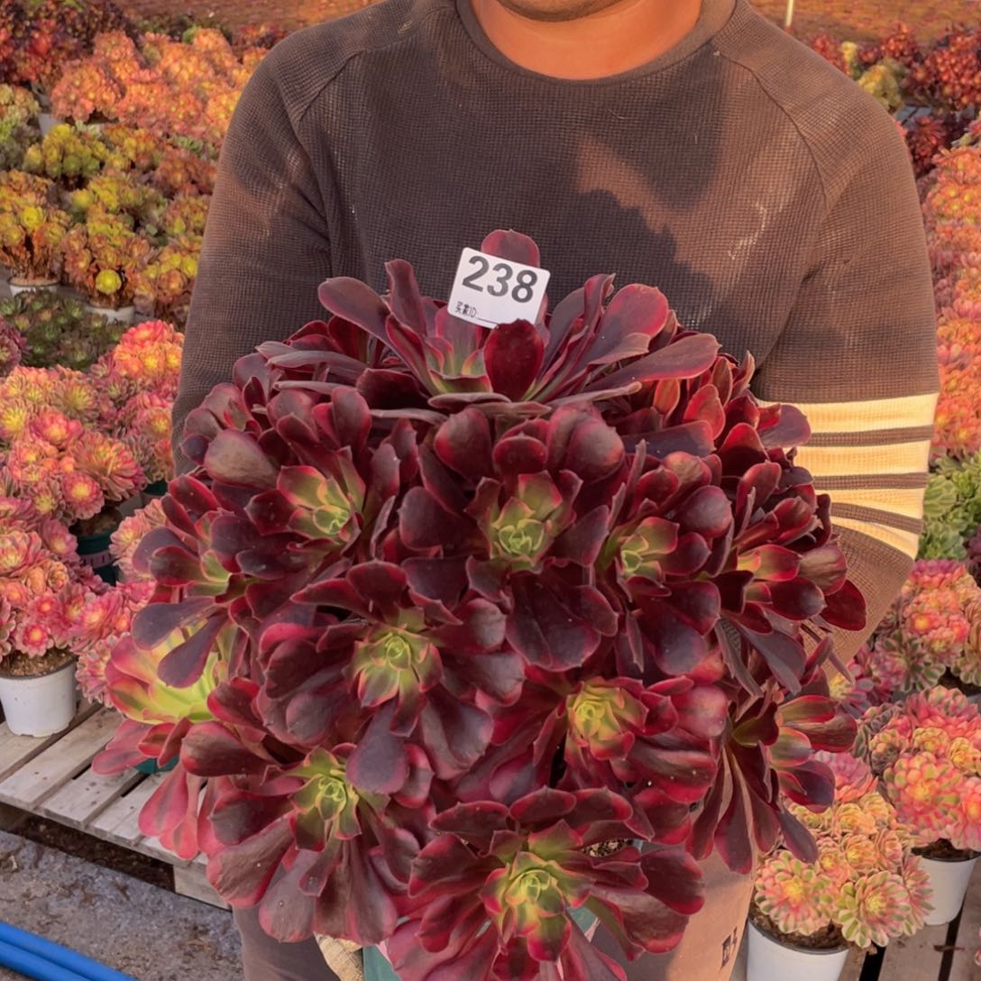 238凤冠多肉植物