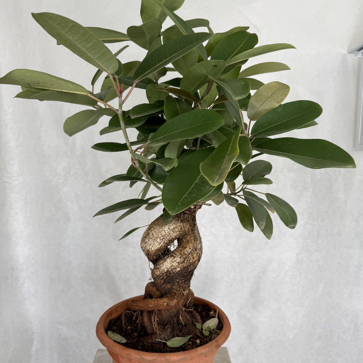 精品老桩大叶榕一物一拍（看好下单不支持退换货）12号