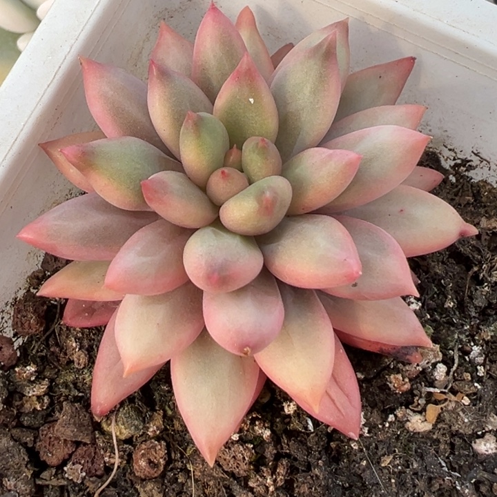 红蜻蜓锦一物一拍锦龙