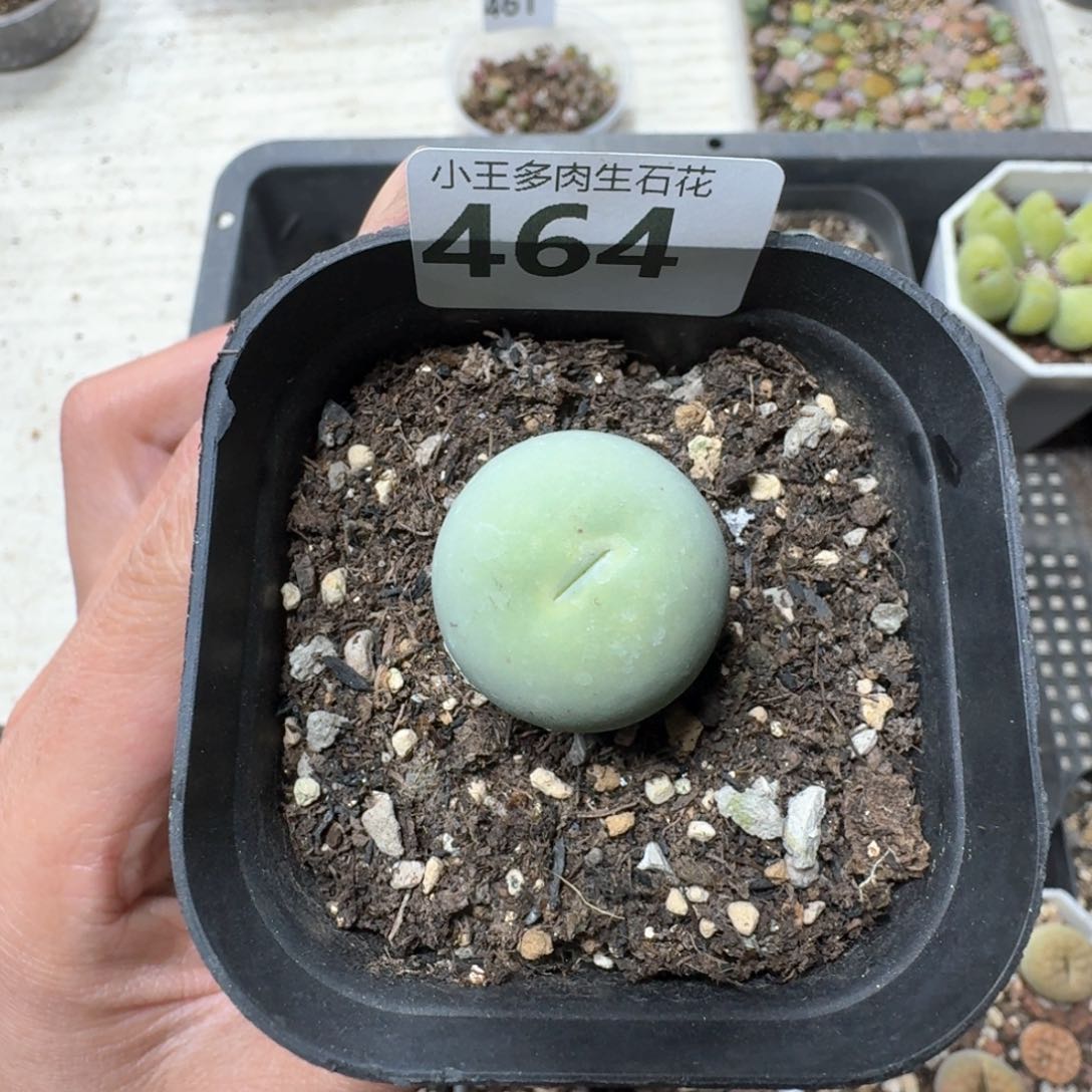 464。鸽子蛋一颗。带盆
