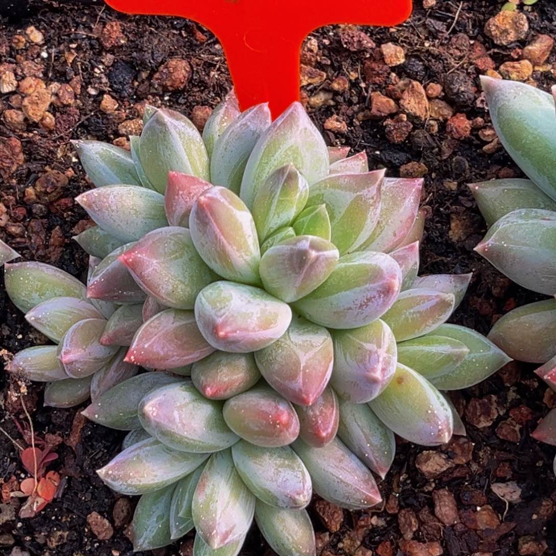 2513号上午多肉植物群生多肉