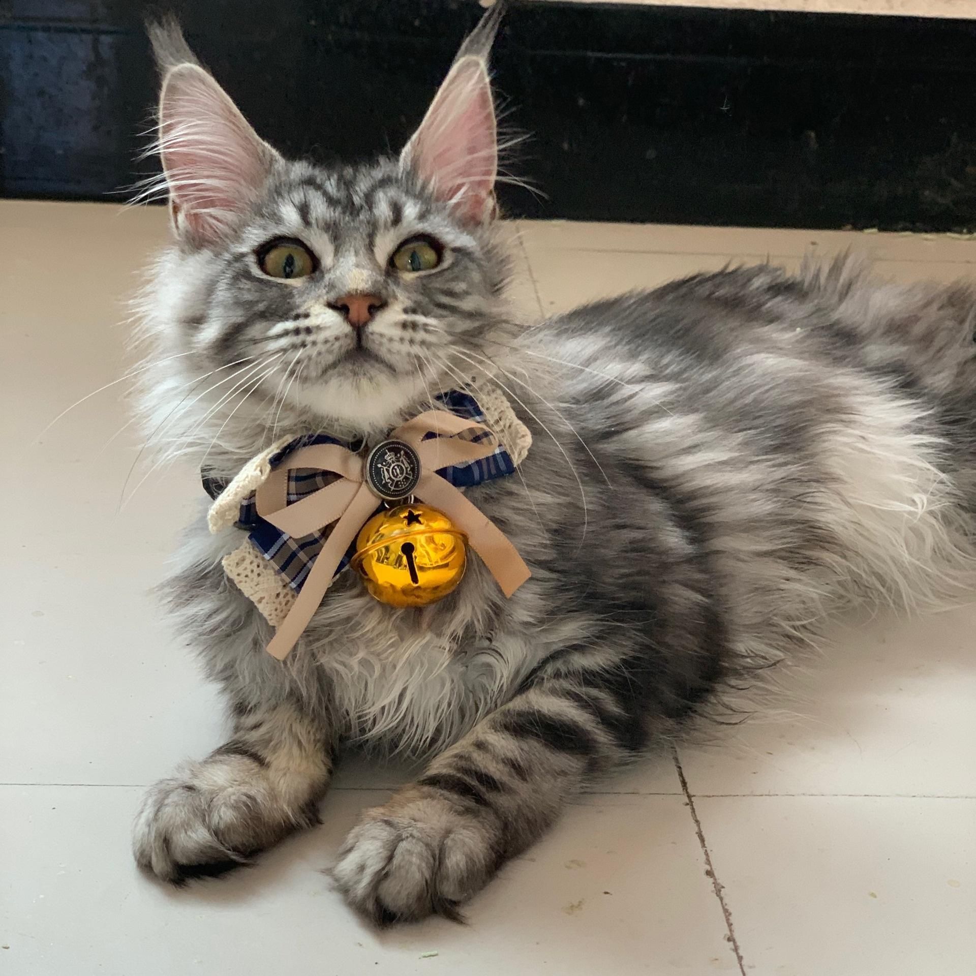 【龙福堂】精品赛血缅因猫(美）