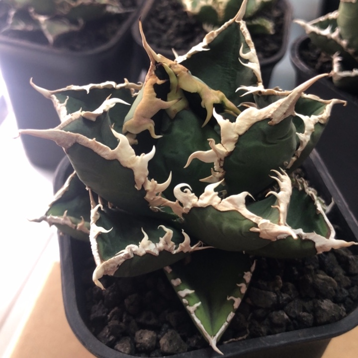 狼人仁王冠龙舌兰