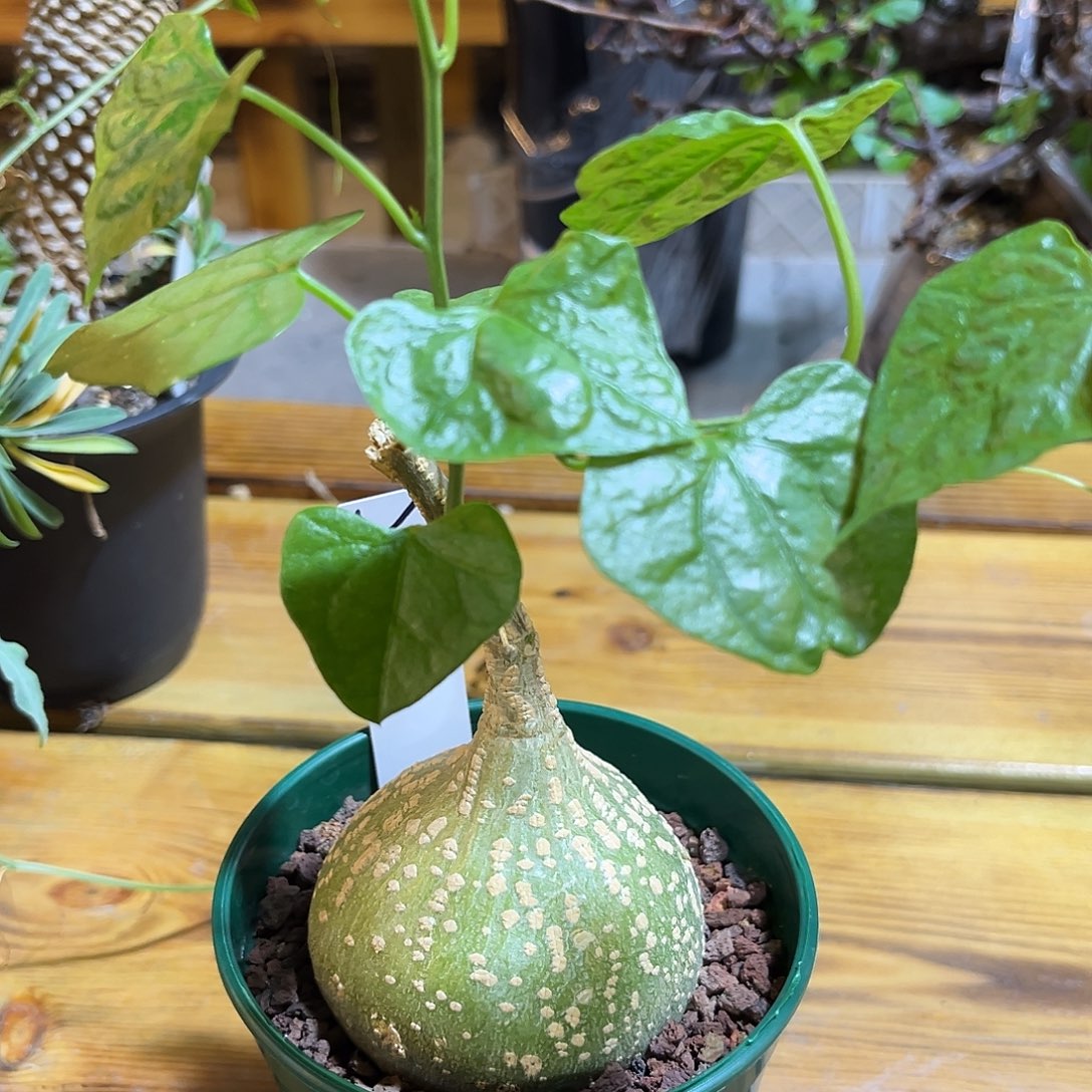 汤圆植物Y02银叶睡布袋