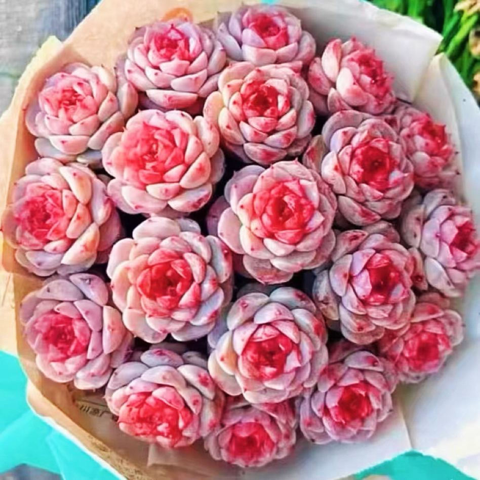 状态糖心天鹅绒 带盆带土 4-5厘米 多肉植物