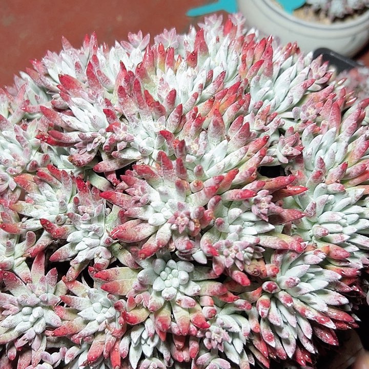 小鹿多肉福利多多雪花