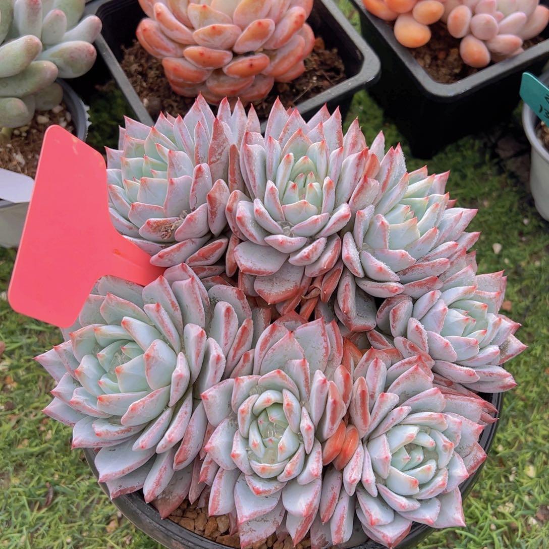 @***呀香玉的故事是一个人的