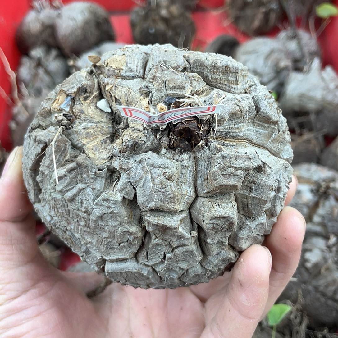 龟甲龙一物一拍1646号10cm