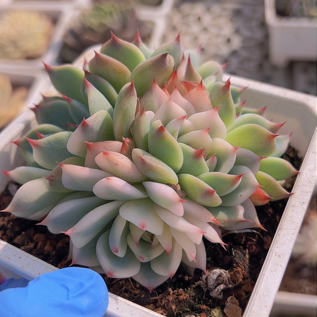 吉娃娃锦底座，介意慎拍