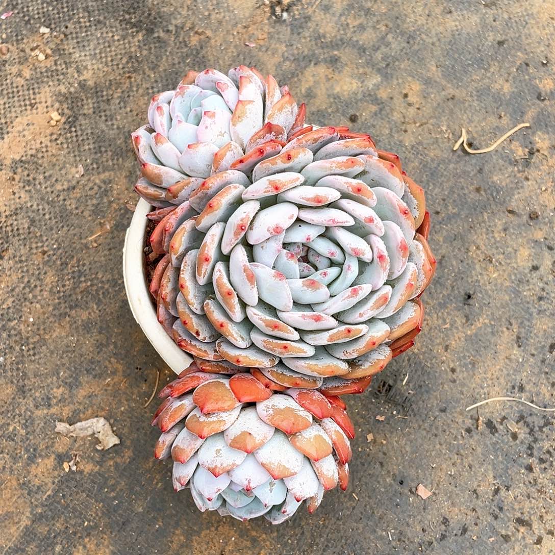 多肉植物多肉植物