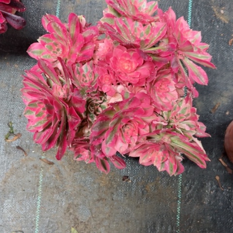 多肉植物粉女巫锦。