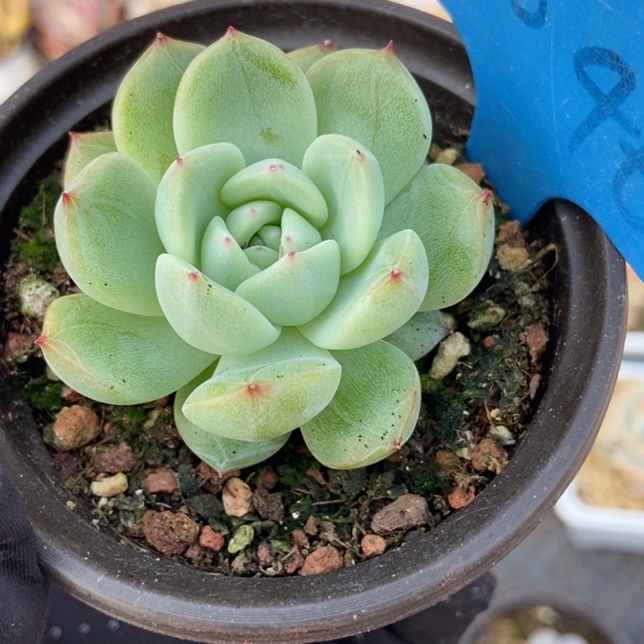 2046雪花珍妮多肉植物保护